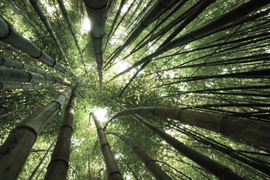 Bamboo New HD Wallpapers 2015 (High Quality)   All HD Wallpapers