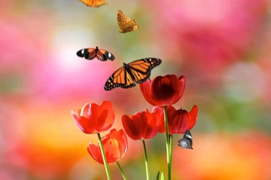 The Word 'cartoon: Sony Ericsson XPERIA X10 Mobiles, Download ...