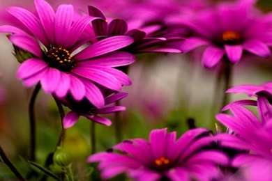 Flower Wallpapers Free Download For Mobile