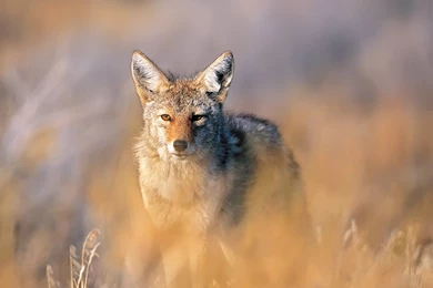 Pic New Posts: Wallpapers Coyote