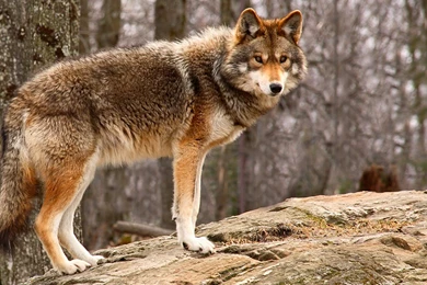 High Quality Wile E Coyote Wallpapers