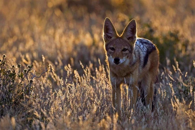 Coyote (