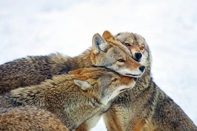 Coyote Pack Wallpapers