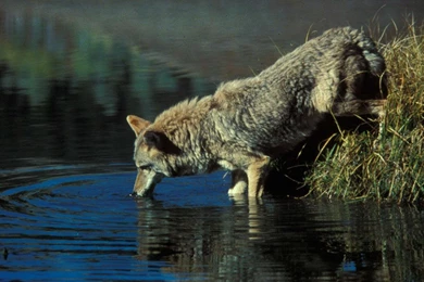 Coyote Wild Nature Animals HD Wallpapers Wallpapers (