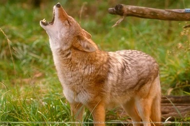 Brown Howling Coyote Wallpapers