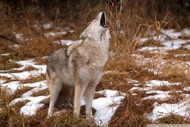 Howling Coyote Montana HD Desktop Wallpapers : Widescreen ...