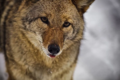 Coyote Wallpapers Pictures On Animal Picture Society