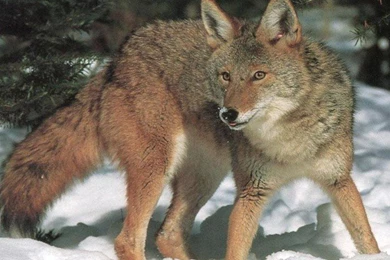 Wallpapers Exotic Women Coyote Prairie Wolf 800x600