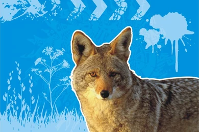 Coyote Wallpapers   RocketDock.com