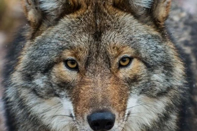 Coyote Wallpapers For iPhone 5