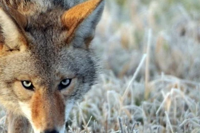 Animals Coyote Wallpapers