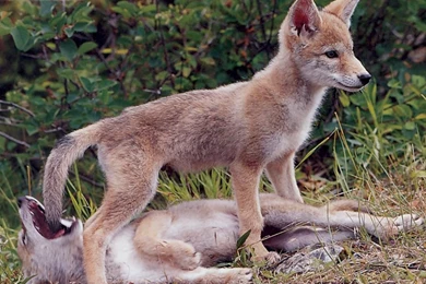 Coyote Pups