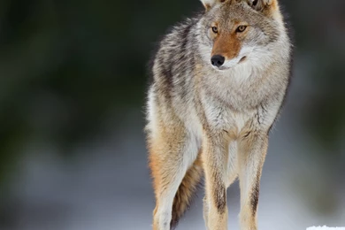 2160x1920   Animal/Coyote   Wallpapers ID: 621751