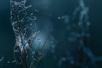 Macro Wallpapers Full Hd