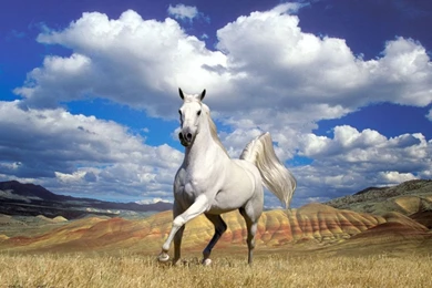 Horse HD Wallpapers   Mbagusi.com