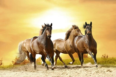 Download Horse HD Wallpapers Live For Android, Horse HD Wallpapers ...