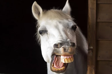 Funny horse smile hd wallpapers.jpg