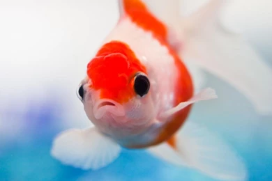 Awesome Cute Beautiful Lionhead Goldfish Animal Pet Free ...