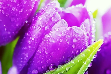 Wallpapers Detail Tulip 1920 X 1080 Full Hd