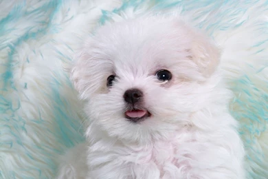 Cute Puppy Wallpapers