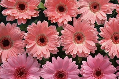 Wallpapers: Pink Flowers Wallpapers