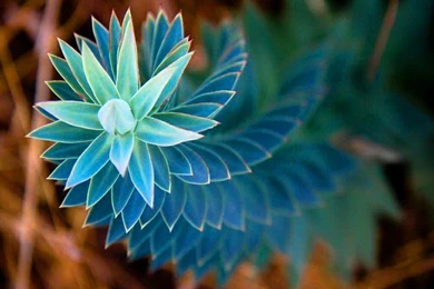 Flowers: Swirled Flower Greece Swirls Blue Large Desktop ...