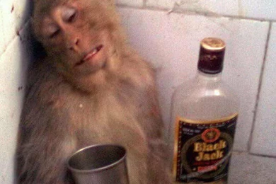 Hd Most Funny Wallpapers (3)