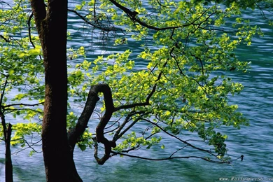 Big Tree By The River - Landscape Wallpapers Free Download ...