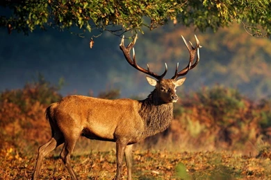 Big Deer Under Tree iPad Wallpapers Download