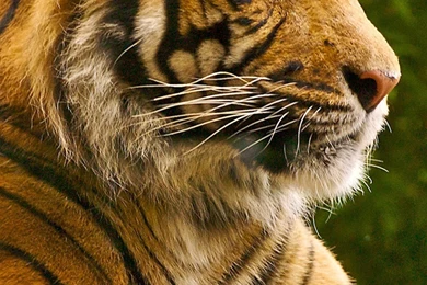 Big Tiger Galaxy Note 5 Wallpapers.jpg