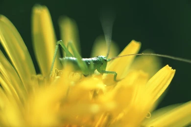 Free Wallpaper For Android Tablet 1.jpg