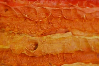 Rugged Orange iPhone 5 Wallpapers