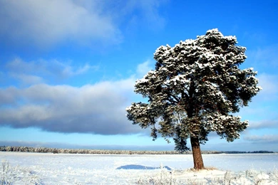 1440*900 Widescreen Winter Snow Scenes   Dreamy Winter Snow ...