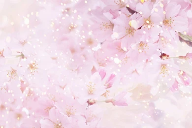 Beautiful Flowers Backgrounds 1400X1050 Wallpapers, 1400X1050 ...