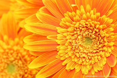 Orange Flower Backgrounds   Nature Wallpapers Image Featuring ...