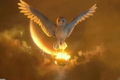 Legend Of The Guardians Wallpapers