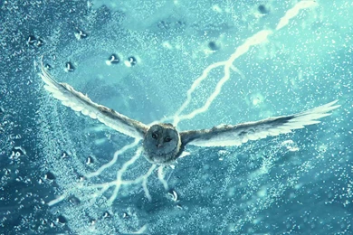 Legend Of The Guardians: The Owls Of Ga'hool