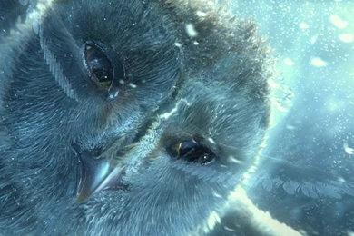 Legend Of The Guardians: The Guardians Of Ga'Hoole On Pinterest ...