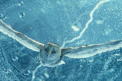 Legend Of The Guardians Movie Wallpapers