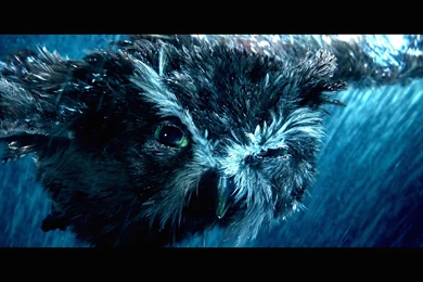 LEGEND GUARDIANS OWLS GAHOOLE Animation Fantasy Adventure Family ...