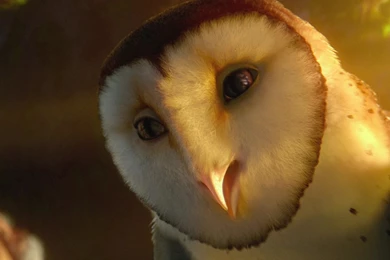 Legend_of_the_guardians Wallpapers