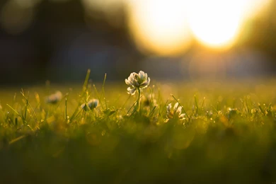 Retina Desktop Wallpapers 239013