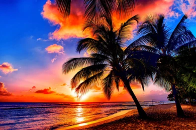 Beaches: TROPICAL SUNRISE Nature Sunrises Sea Coast Palms Tropics ...