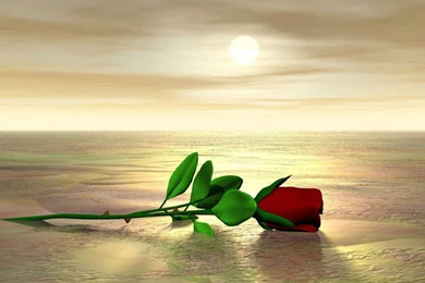 Beautiful Red Roses hd wallpapers