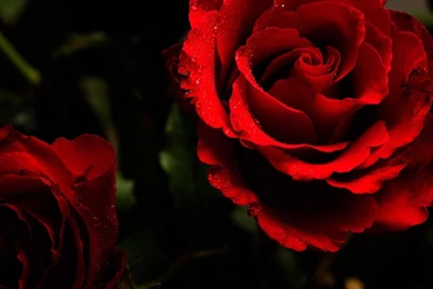 Images Of Red Roses