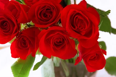 Wallpapers Red Roses