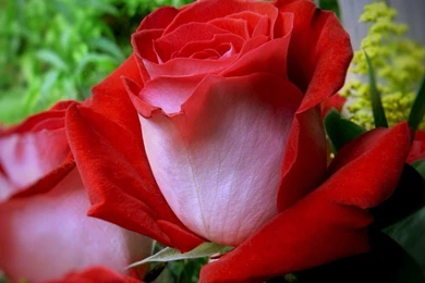 Beautiful Red Rose Flowers Wallpapers   Entertainment Only