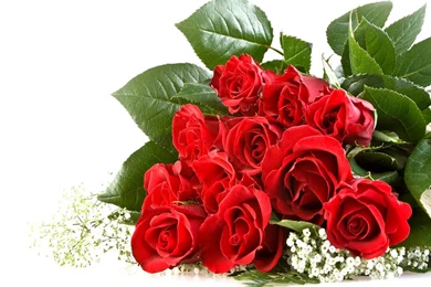 Roses Beautiful Red Roses Wallpapers HD – Widescreen Wallpapers