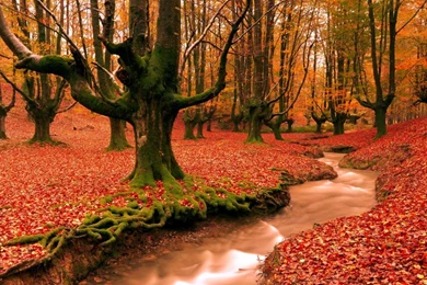 Free autumn wallpaper for desktop 1080x608.jpg