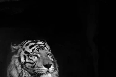 Cool Mobile Phone Wallpapers